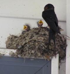 Swallows under eaves