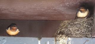 swallows-nesting-004.jpg