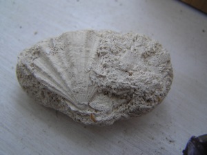 fossilized shell