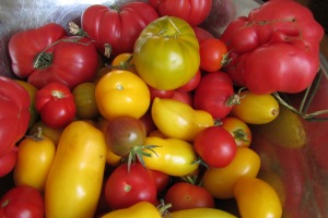 Abundant tomatoes for BLTs and salads